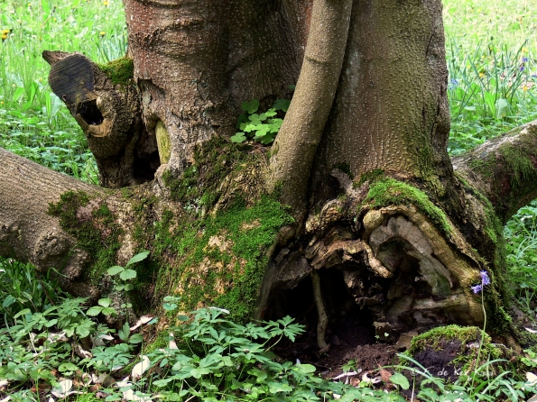 Bois des Moutiers (68) Mai 2012